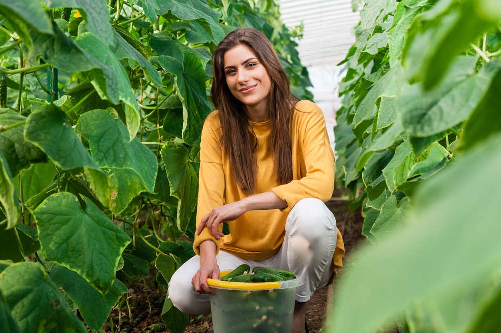 young woman in a harvesting cucumbers in a garden