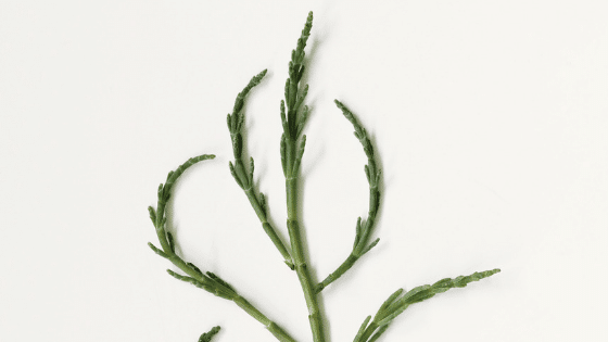 aveda plant
