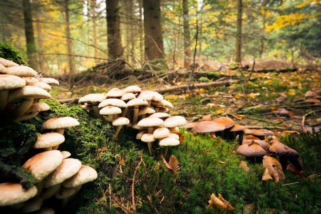 mushrooms in the woods